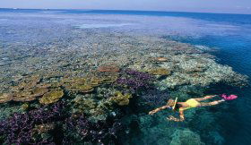 Split Bommie Dive Site - Accommodation Sunshine Coast 0