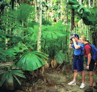Mount Sorrow Ridge Trail Daintree National Park - Accommodation Sunshine Coast