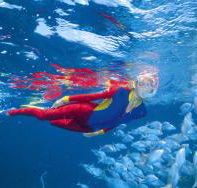 Great Detached Reef Dive Site - Accommodation Sunshine Coast