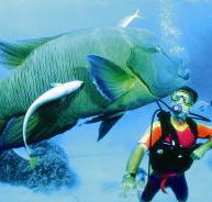 Turtle Bay Dive Site - Accommodation Sunshine Coast