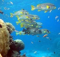Coral Gardens Dive Site Flynn Reef - Accommodation Sunshine Coast