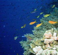 The Three Sisters Dive Site - Accommodation Sunshine Coast