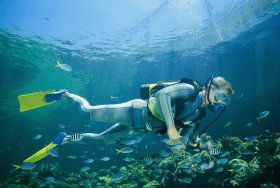 Tijou Reef - Accommodation Sunshine Coast 0