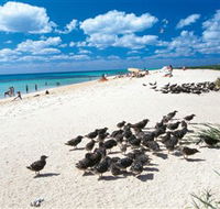 Michaelmas and Upolo Cays National Park - Accommodation Sunshine Coast