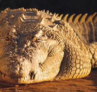 Koorana Crocodile Farm - Accommodation Sunshine Coast