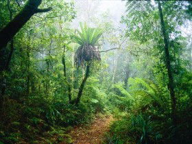 Lamington National Park, Green Mountains Section - Accommodation Sunshine Coast 0