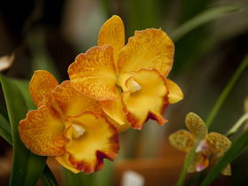 Queens Park - Orchid House - Accommodation Sunshine Coast 0