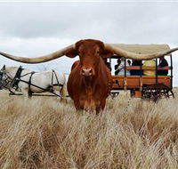 Texas Longhorn Wagon Tours and Safaris - Accommodation Sunshine Coast