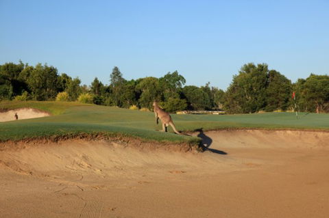 Pelican Waters Golf Club - Accommodation Sunshine Coast 6