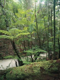 Fraser Island Great Walk - Accommodation Sunshine Coast 0