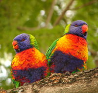 Blue Mountain Park - Accommodation Sunshine Coast