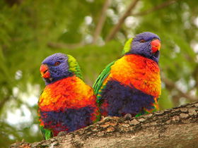 Blue Mountain Park - Accommodation Sunshine Coast 0