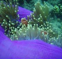 The Lady Bowen Dive Site - Accommodation Sunshine Coast
