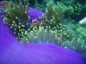 The Lady Bowen Dive Site - Accommodation Sunshine Coast 0