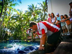The Living Reef On Daydream Island - Accommodation Sunshine Coast 0