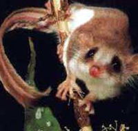 Carrowong Fauna Sanctuary - Accommodation Sunshine Coast