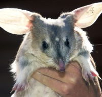 Charleville - Bilby Experience - Accommodation Sunshine Coast