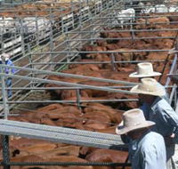 Dalrymple Sales Yards - Cattle Sales - Accommodation Sunshine Coast