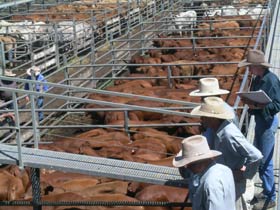 Dalrymple Sales Yards - Cattle Sales - Accommodation Sunshine Coast 0