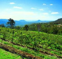 Preston Peak Wines - Accommodation Sunshine Coast