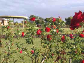 Elizabeth Park Rose Gardens - Accommodation Sunshine Coast 0