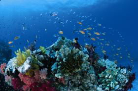 Cherubs Cave Dive Site - Accommodation Sunshine Coast 0