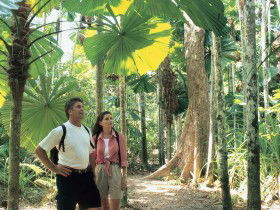 Licuala State Forest - Accommodation Sunshine Coast 0