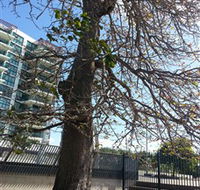 The Leichhardt Tree - Accommodation Sunshine Coast