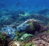 Hoffman's Rocks Dive Site - Accommodation Sunshine Coast