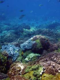Hoffman's Rocks Dive Site - Accommodation Sunshine Coast 0
