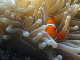 Flat Rock Dive Site - Accommodation Sunshine Coast 0