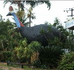 The Big Cassowary - Accommodation Sunshine Coast