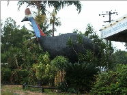 The Big Cassowary - Accommodation Sunshine Coast 0