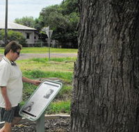 Augathella Kenniff Tree - Accommodation Sunshine Coast