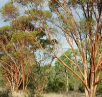 Myall Park Botanic Garden - Accommodation Sunshine Coast
