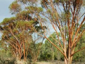 Myall Park Botanic Garden - Accommodation Sunshine Coast 0