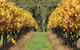 Wild Dog Winery & Restaurant - thumb 0