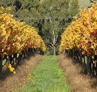 Wild Dog Winery  Restaurant - Accommodation Sunshine Coast