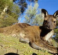 Ballarat Wildlife Park - Accommodation Sunshine Coast