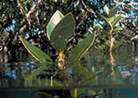 Jawbone Marine Sanctuary - Accommodation Sunshine Coast 0