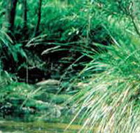 Lerderderg State Park - Accommodation Sunshine Coast