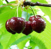 Red Hill Cherry Farm - Accommodation Sunshine Coast