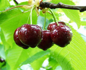 Red Hill Cherry Farm - Accommodation Sunshine Coast 0