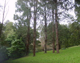 Mount Dandenong Arboretum - Accommodation Sunshine Coast 0