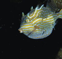 Mushroom Reef Marine Sanctuary - Accommodation Sunshine Coast