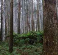 Kinglake National Park - Accommodation Sunshine Coast
