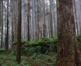 Kinglake National Park - Accommodation Sunshine Coast 0