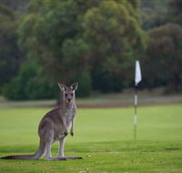 Anglesea Golf Club - Accommodation Sunshine Coast