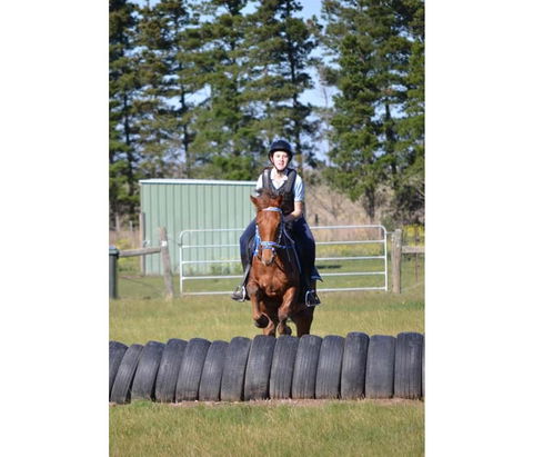 Saddle On Riding School - Accommodation Sunshine Coast 9