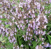 Otway Herbs - Accommodation Sunshine Coast